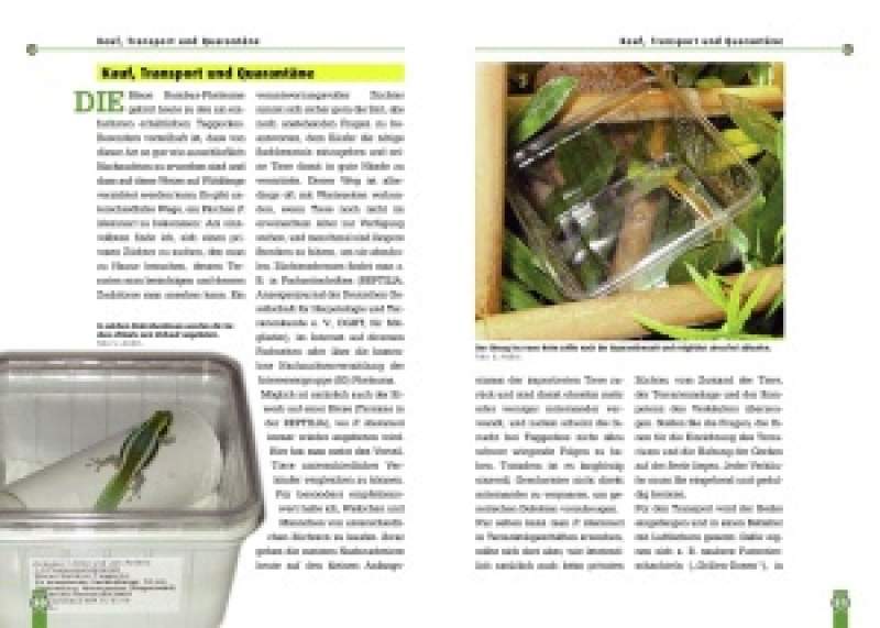 Preview: Der Blaue Bambus-Taggecko